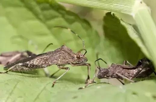 田间益虫你到底认识多少,农田益虫有哪些