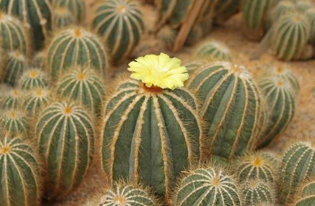 地球最奇特的沙漠,地球上最优越的气候是什么气候