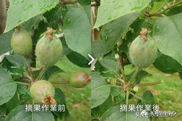 为什么日本苹果质量比中国的好,日本青森苹果种植
