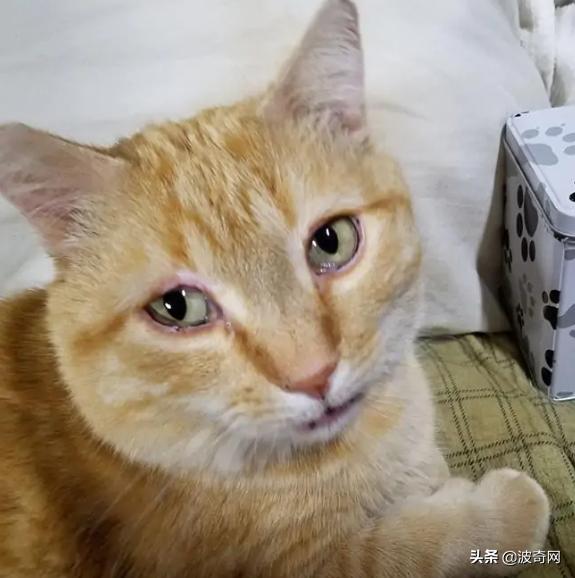 卡车司机收养流浪猫三只,卡车司机收养流浪猫抖音
