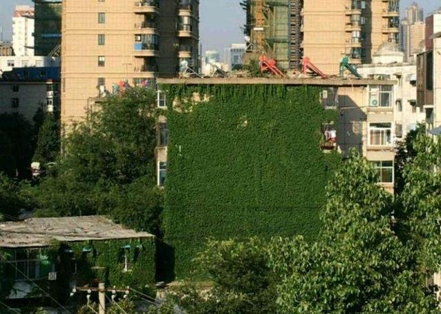 夏天可以爬墙的花,什么花爬墙一年四季都有适合房内