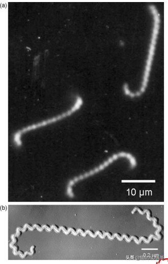 猫咪钩端螺旋体影响什么器官,猫钩端螺旋体怎么治