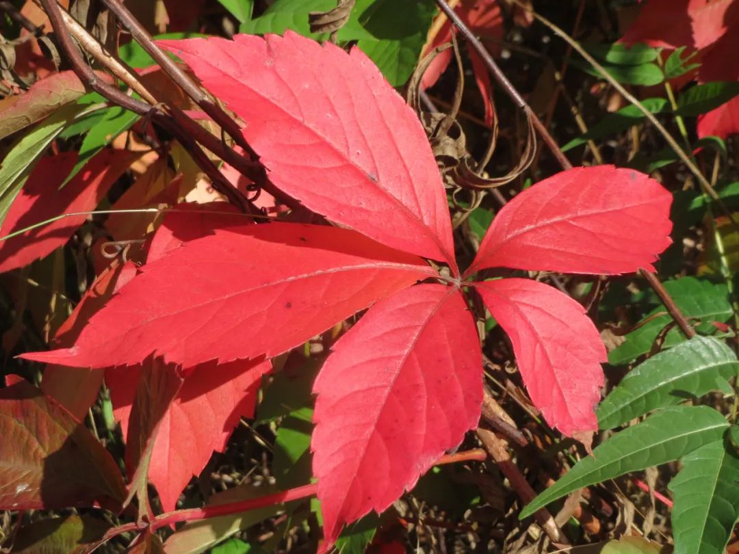 爬山虎的脚课文的优美词汇,爬山虎的脚是几年级课文