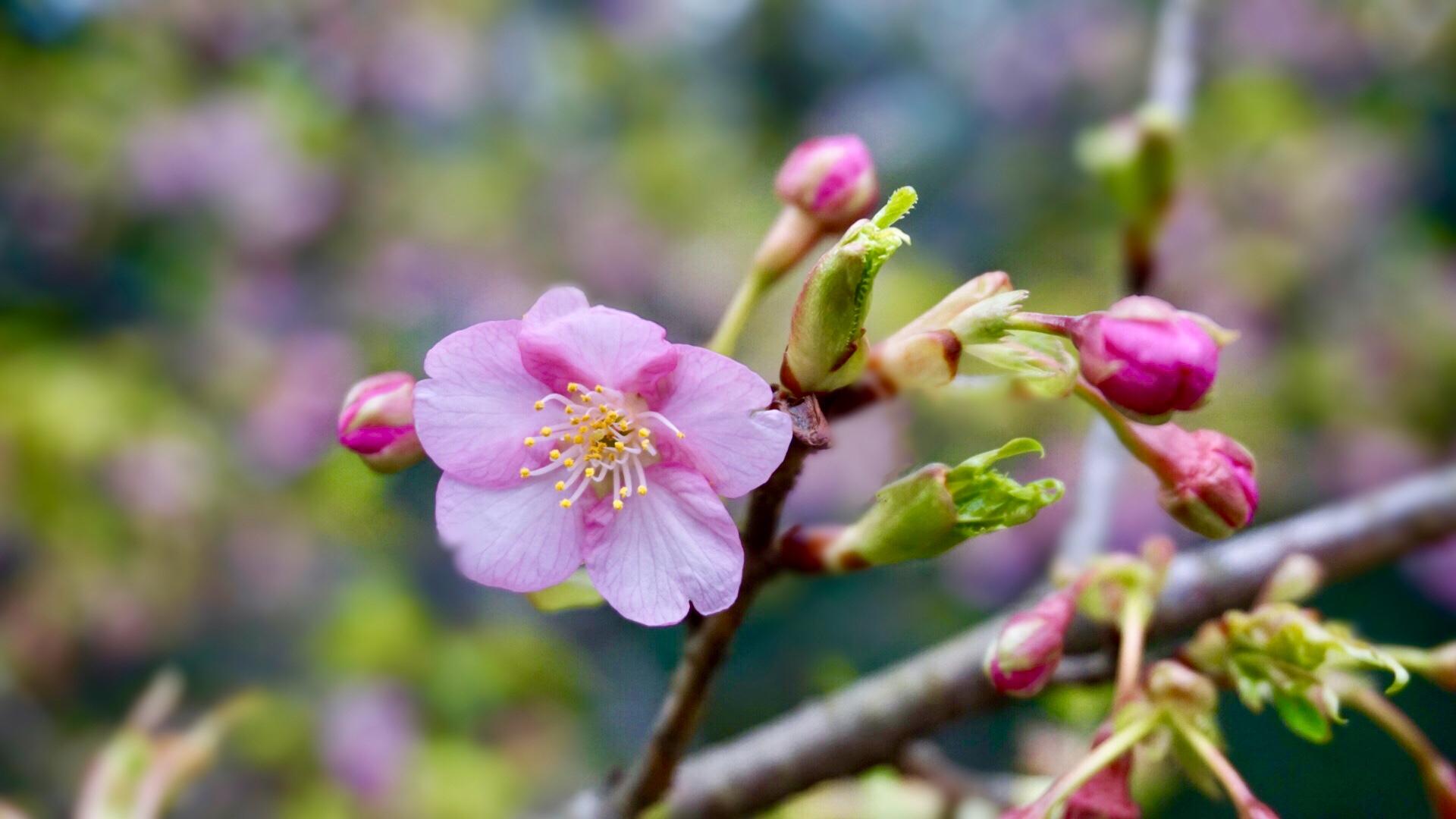 樱花季怎么能少得了专属樱花,四月开花的樱花有哪些