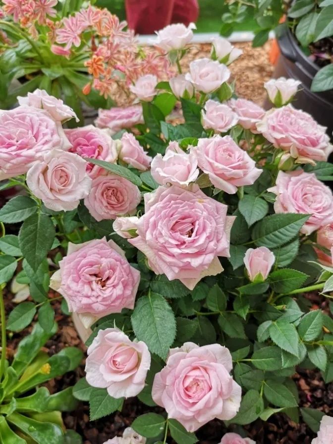 这个花展上的新优品种，为什么这么美？