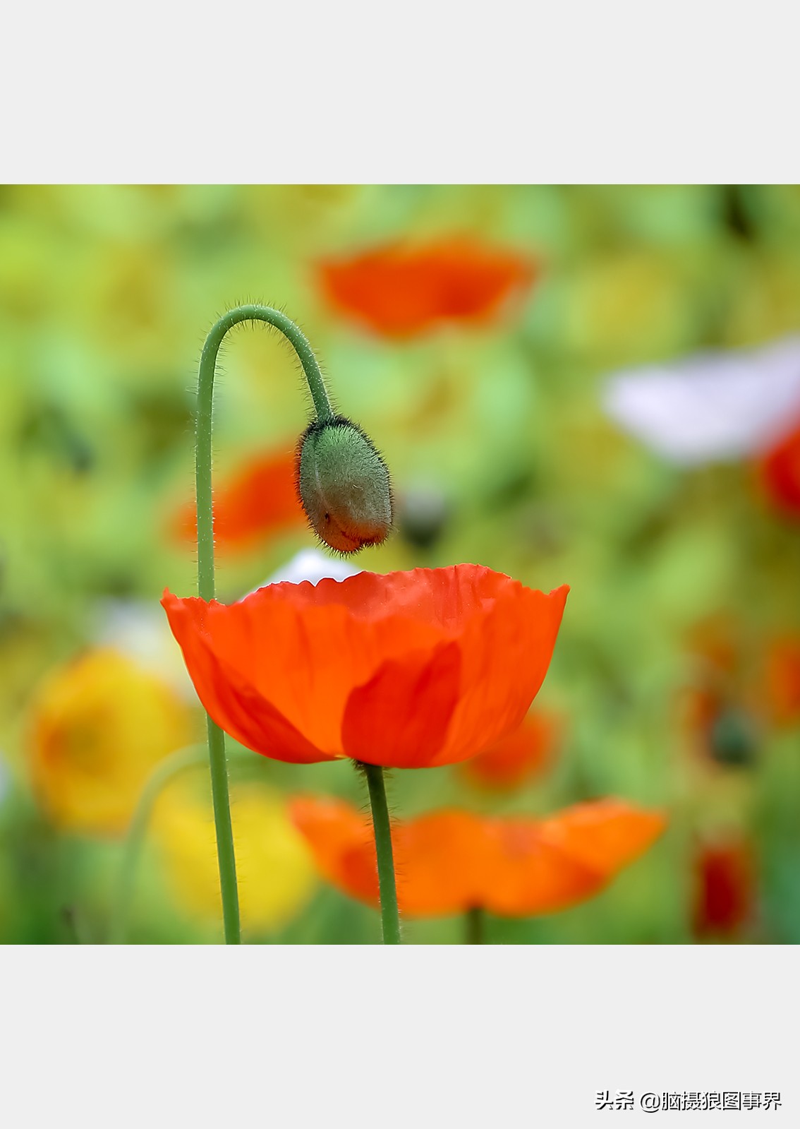 佳能24105红圈镜头测评,佳能24105红圈镜头价位