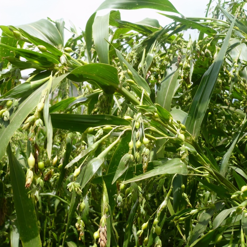 龙胜哪儿有好看的景区,广西的龙胜有什么好玩的