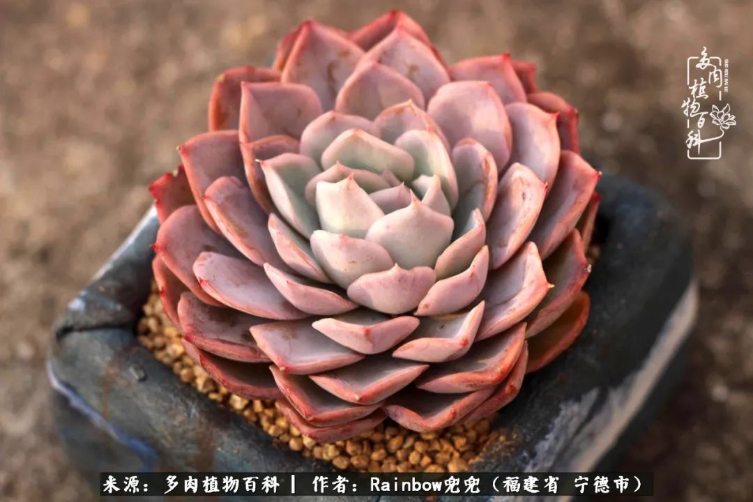 岁月无波澜余生不悲欢是啥意思,愿你岁月无波澜敬我余生无悲欢