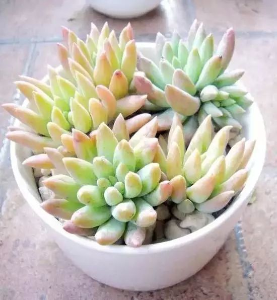 多肉早安图片大全,多肉大全100图