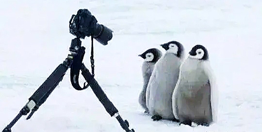 30个关于动物的冷知识,关于动物的冷知识50字