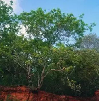 黄檀和黄花梨的区别,买天然正品黄花梨