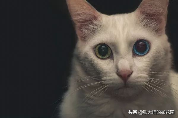 猫咪一听到鞭炮声就会害怕，春节怎么过？聪明的铲屎官都会这样做