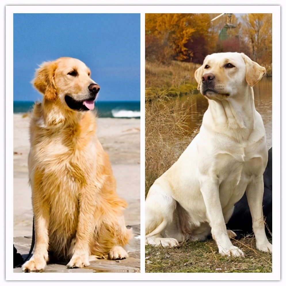 拉布拉多犬和金毛犬哪个最多,拉布拉多犬和金毛犬标准身高