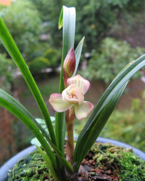 春兰荷瓣艺草名品欣赏,春兰荷瓣名品兰花价格