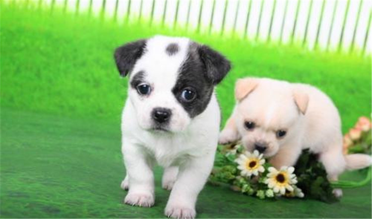 狗妈妈生了喂什么,狗妈妈刚生完孩子可以吃什么