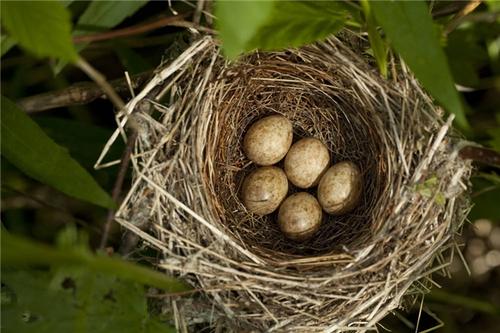鸟窝朝上下雨是什么原因,下雨天鸟窝怎么解决的