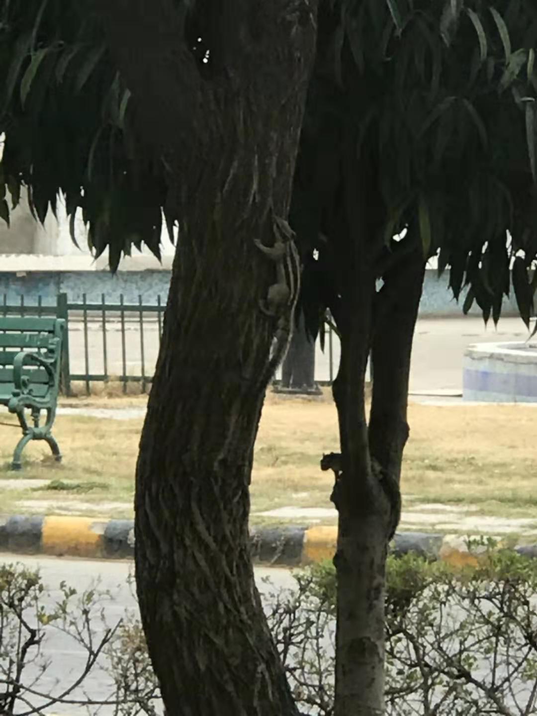 印度见闻大全,中国印度见闻录