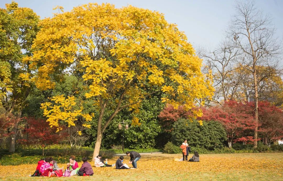 漫天香氛醉人~杭州的秋天从不让人失望!13个地方,秒出大片