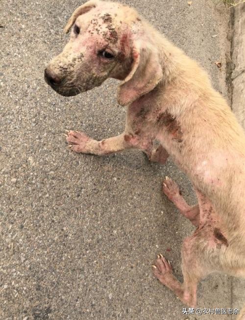 猫狗常见的疾病和原因,宠物皮肤病诊断