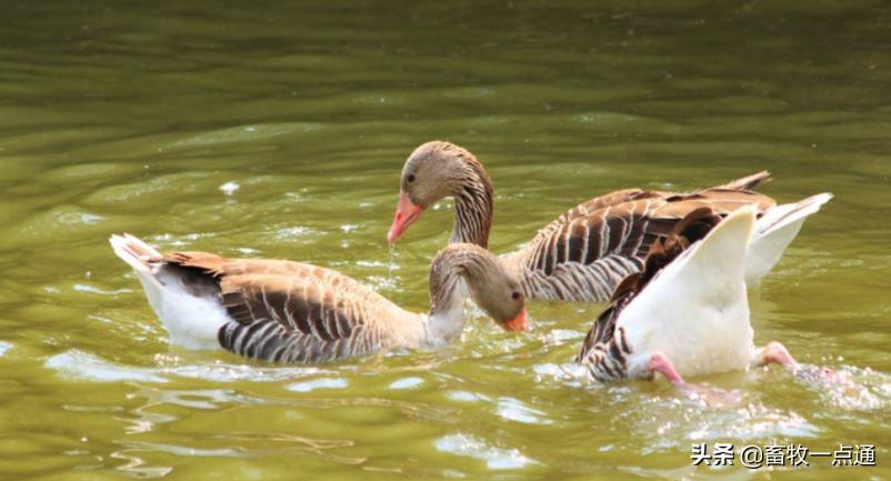 母鸭输精最好的方法,母鸭授精