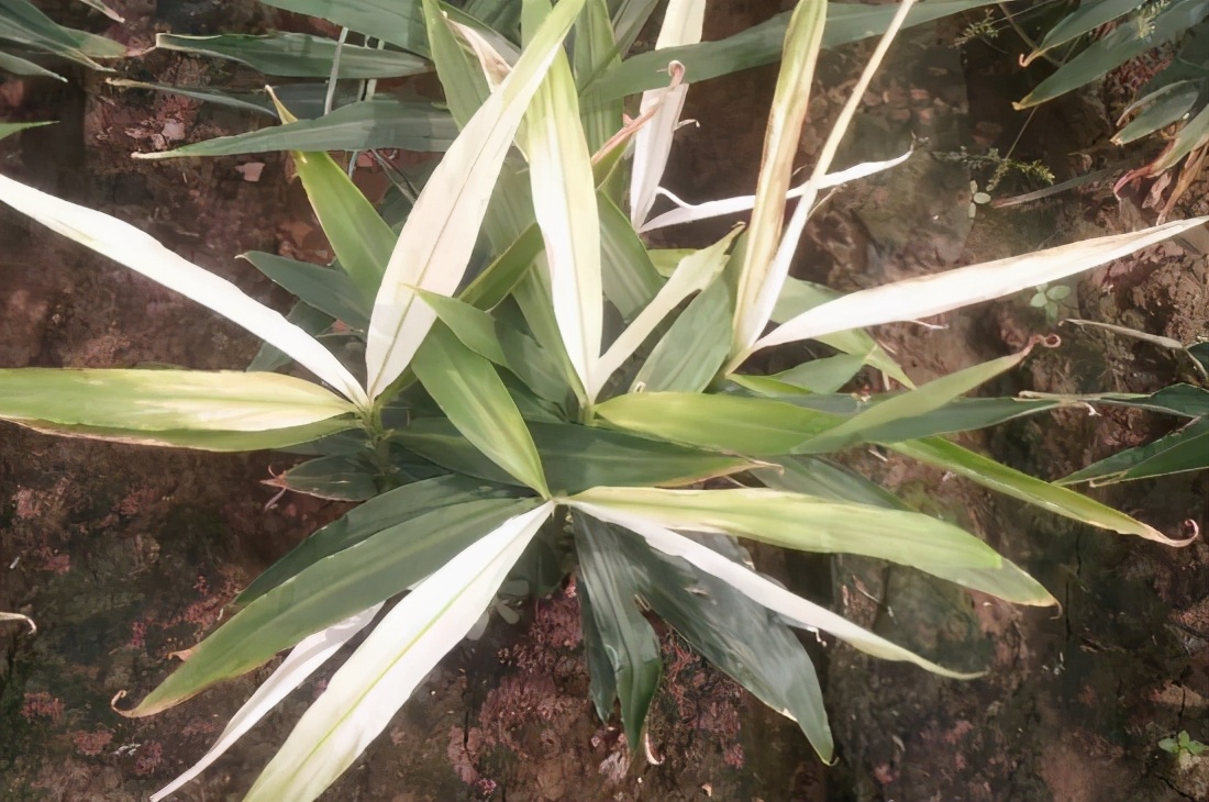 生姜黄叶喷了杀菌药多久可以吸收,生姜黄叶是红蜘蛛危害吗