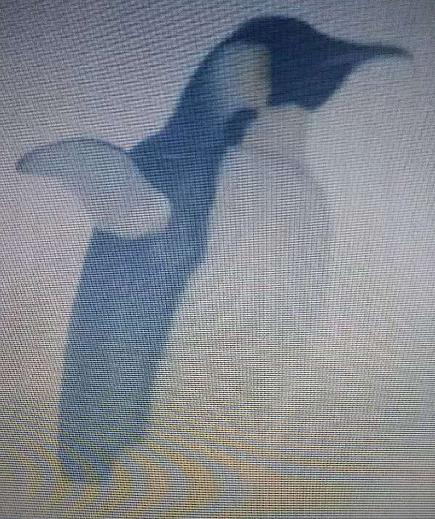 王朝纪录片帝企鹅完整版,纪录片王朝观后感