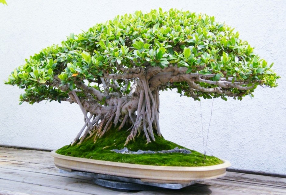 小根榕树盆景制作,榕树怎么盘根好看