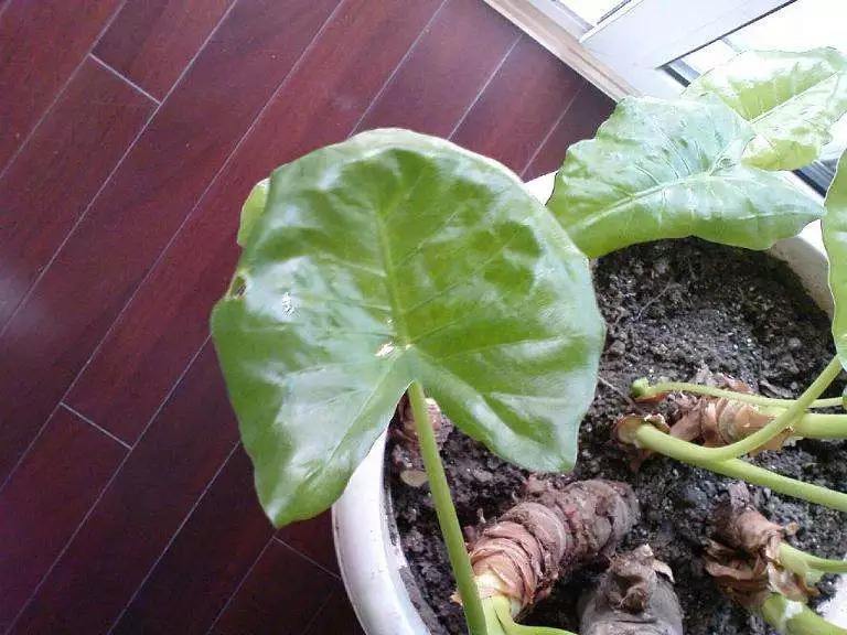 家庭养花存在的问题及解决方法,家庭养花易黄叶怎么办