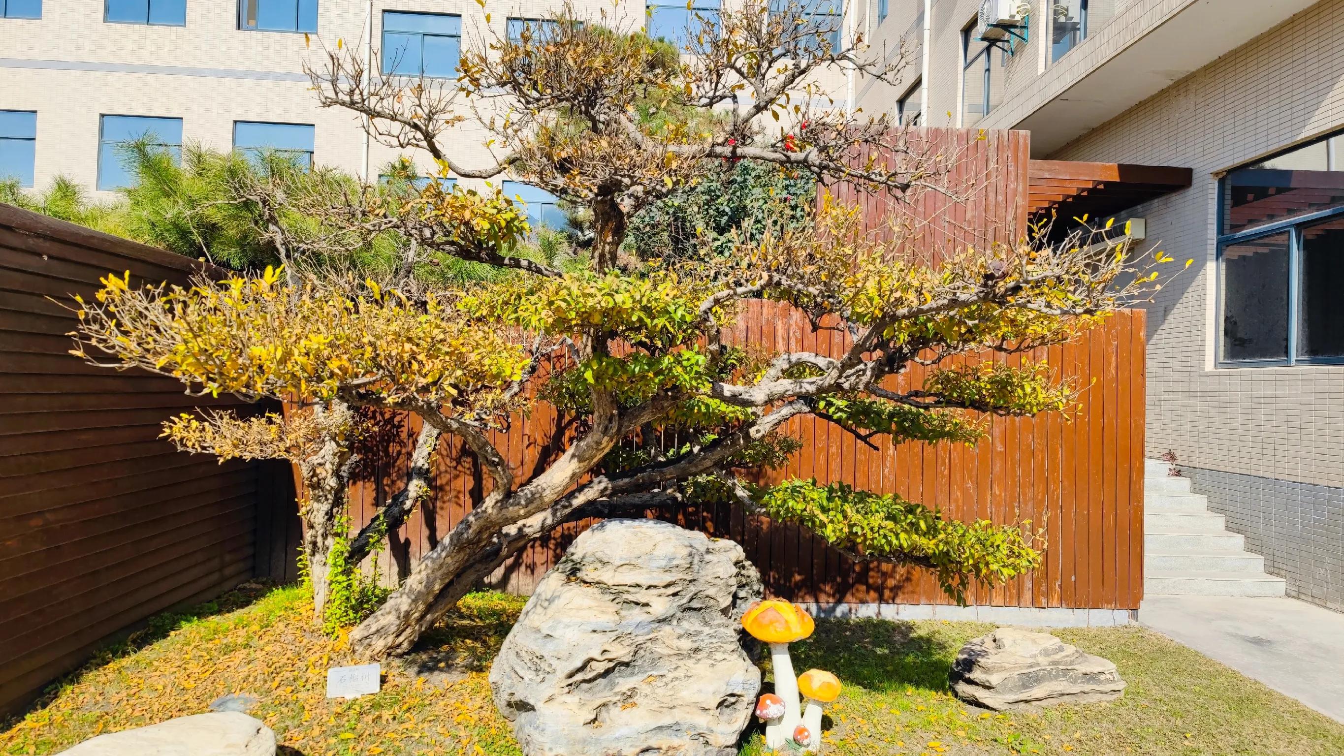 汉车友,汉文化景区游览车