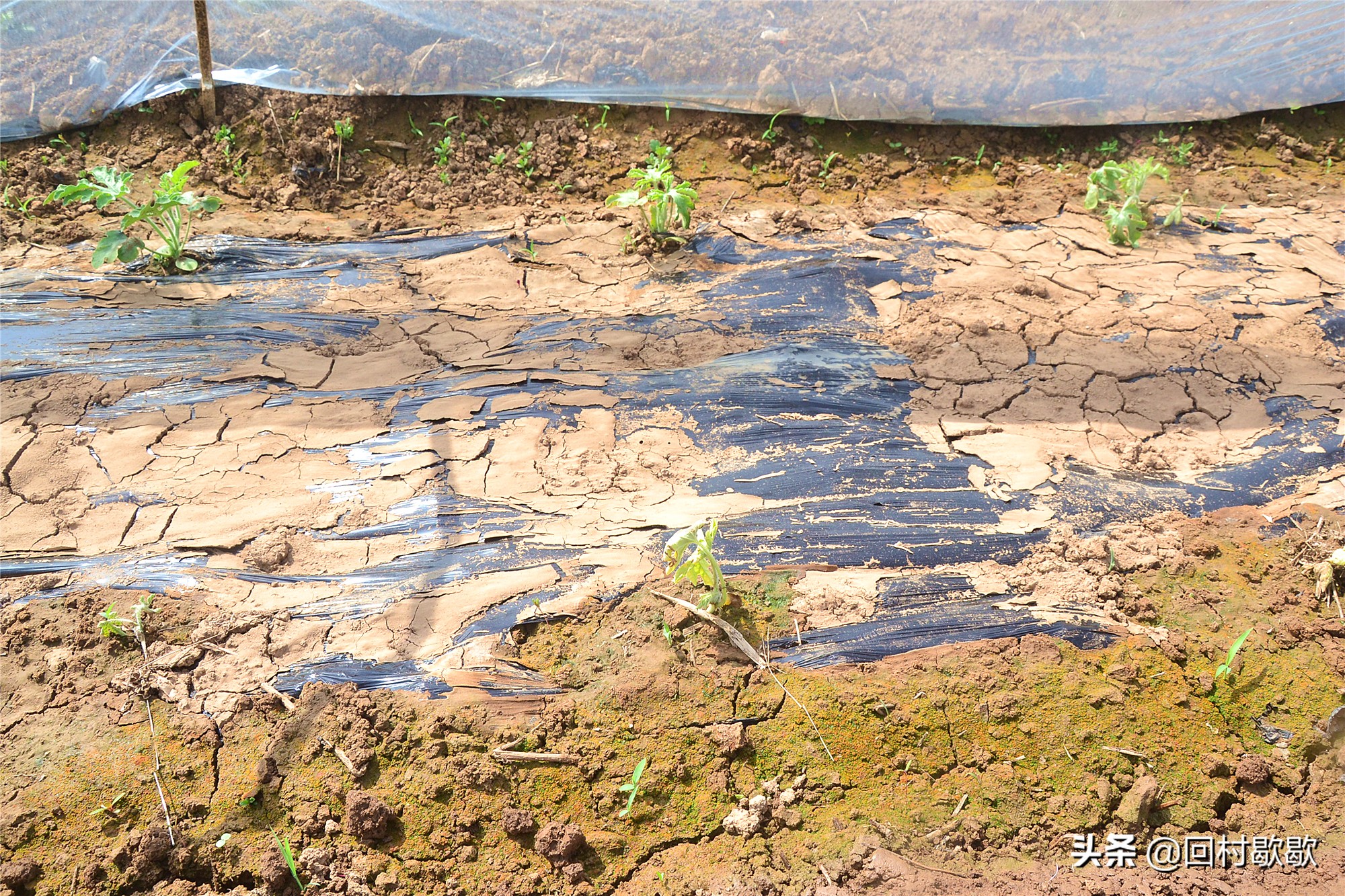 早春西瓜大棚套种什么农作物最好,早春地膜西瓜种植技术