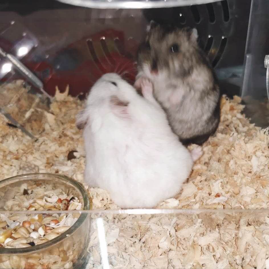 有关仓鼠你不知道的冷知识,给仓鼠乱吃东西仓鼠的异常表现