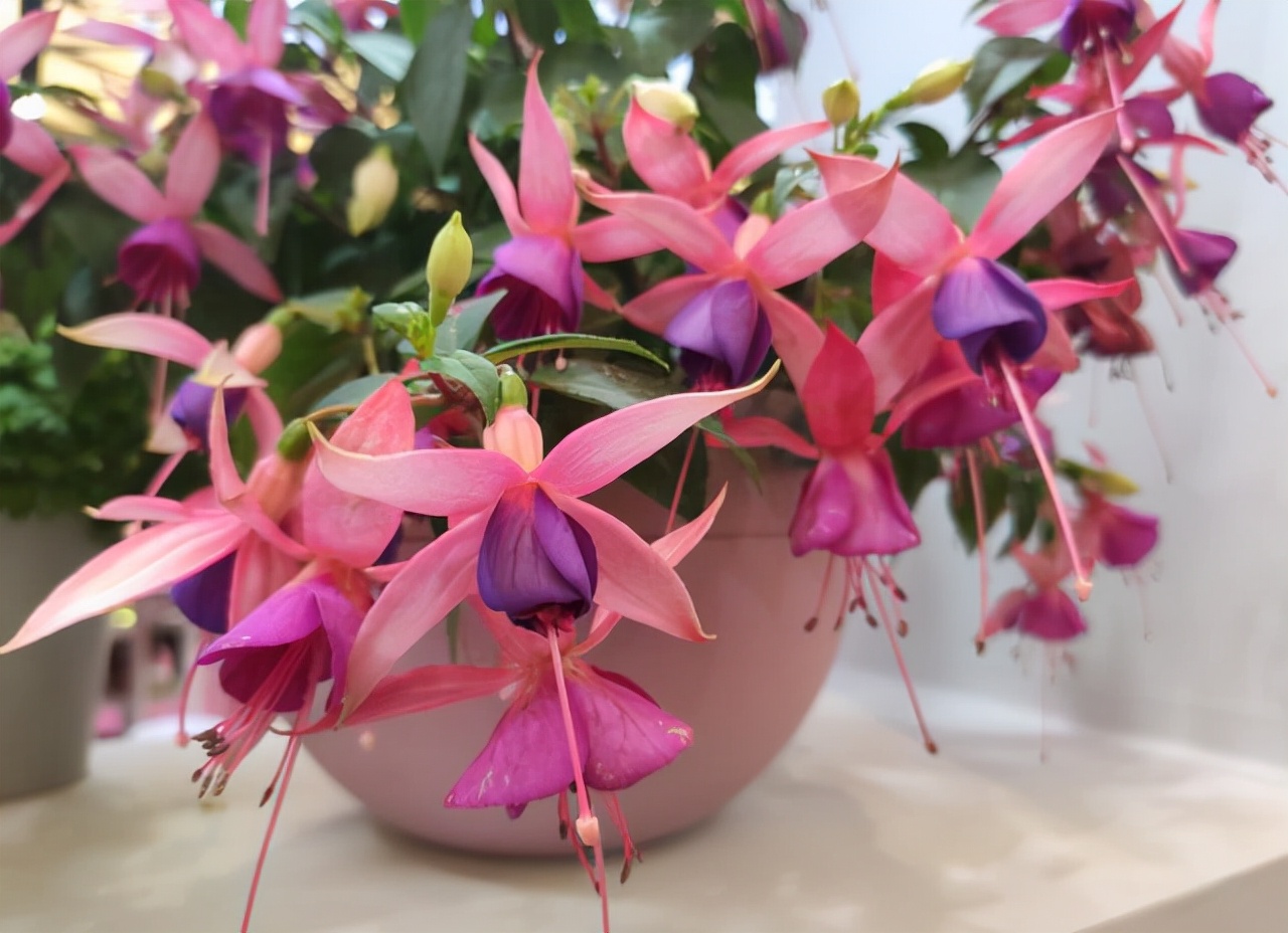 最耐阴不需要阳光的植物室外,喜阴怕阳光非常好养的盆栽大全