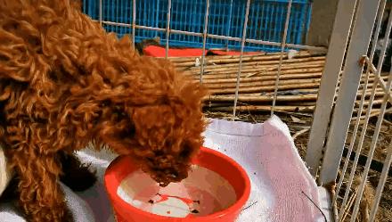 品种猫与土猫的区别,怎么分辨品种猫和土猫