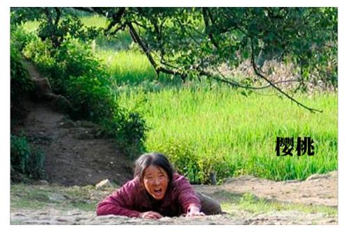 苗圃女汉子电视剧,中年实力派女演员苗圃