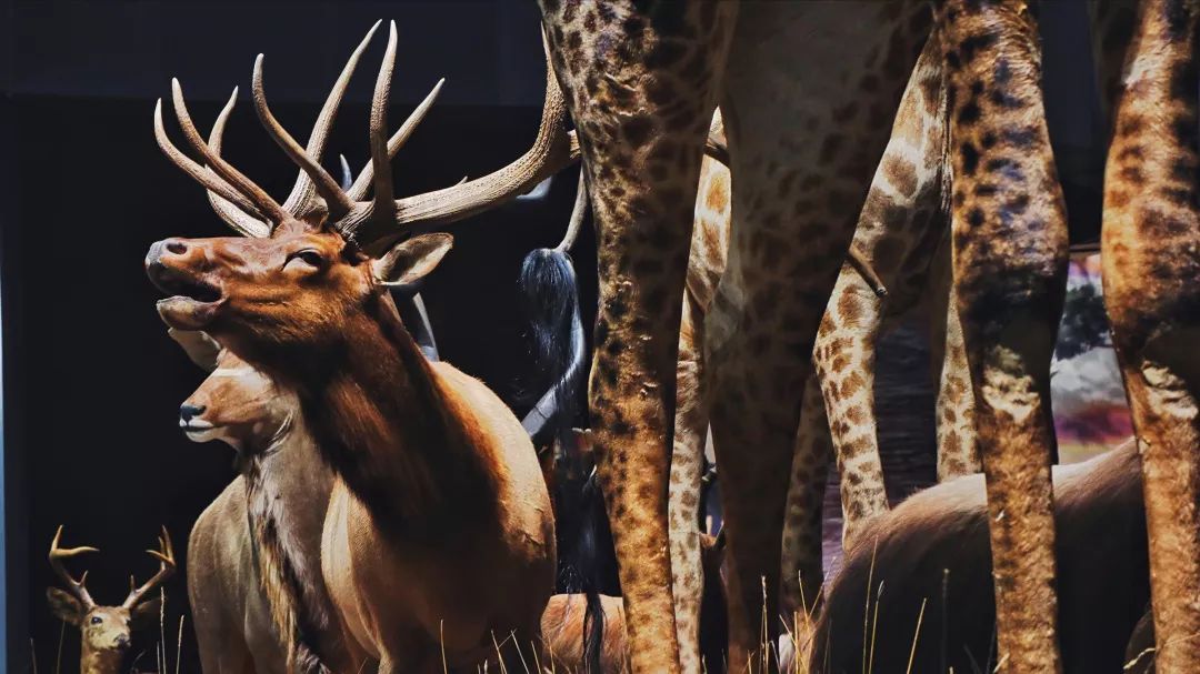 青岛贝林自然博物馆,青岛贝林博物馆门票优惠政策