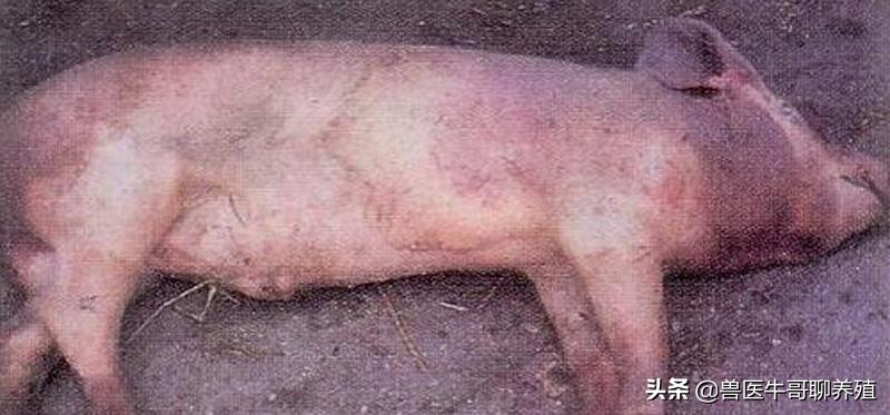 庆大霉素治疗仔猪拉稀用量是多少,断奶仔猪拉稀呕吐怎么治疗