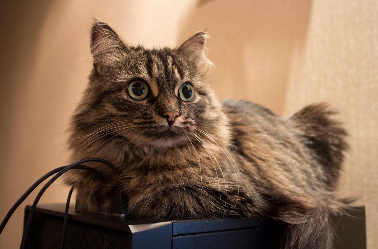 年收入5000万养猫,多少月薪才能养宠物