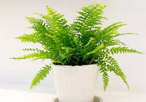 养花新手老养死花,献给那些总把花养死的人