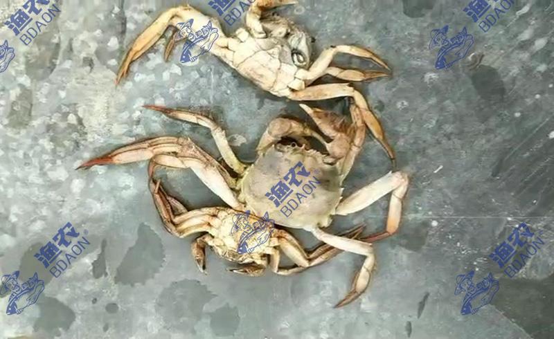 河蟹烂肢病怎么治疗,河蟹黑鳃病的原因及治疗方法