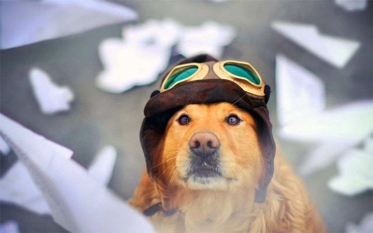 狗狗为什么养不胖,铲屎官必知的6个狗狗喂养好习惯