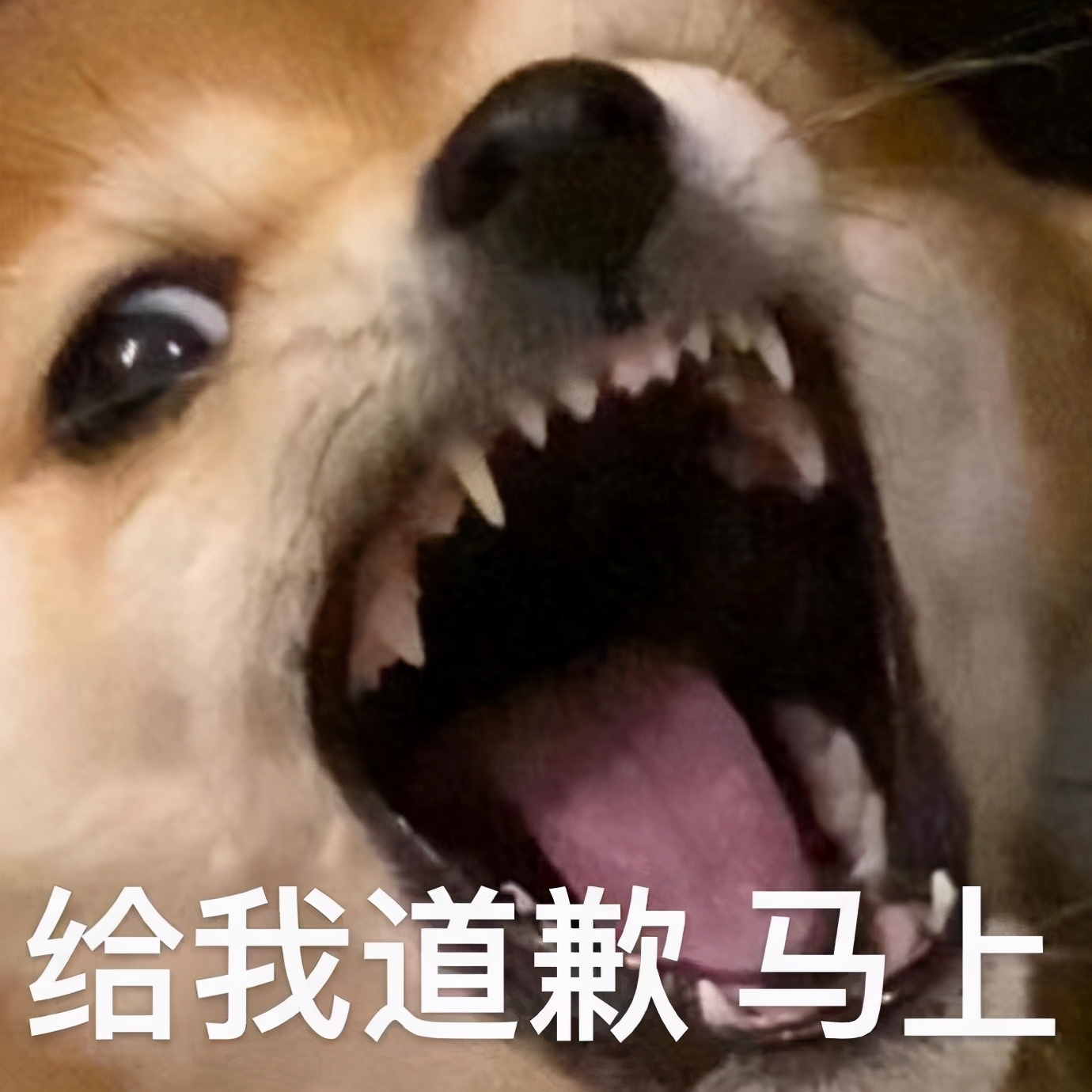 四千年美女鞠婧祎皮衣,四千年美女鞠婧祎女扮男装