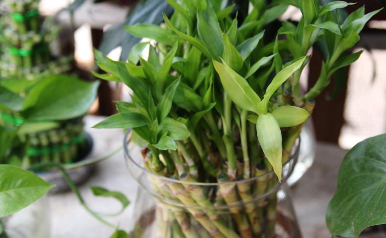 富贵竹会招蚊虫吗,富贵竹有蚊子怎么治