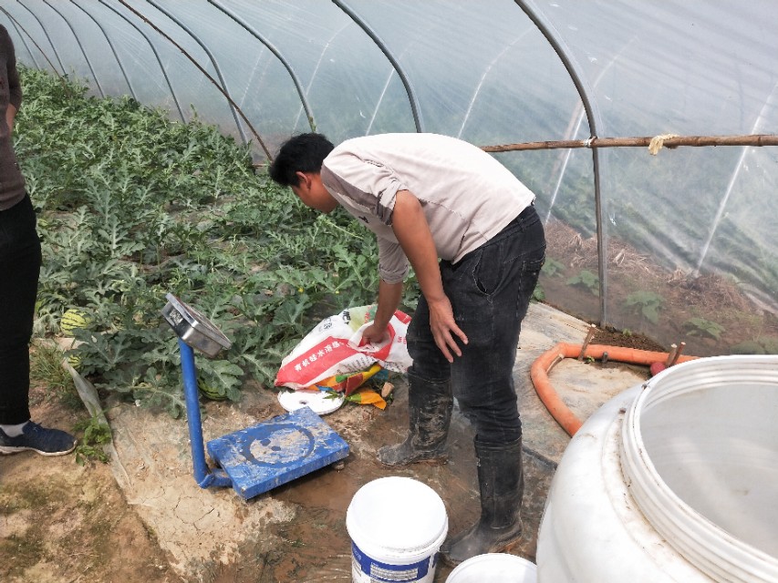 西瓜移栽后萎蔫是什么原因,西瓜幼瓜枯死怎么回事