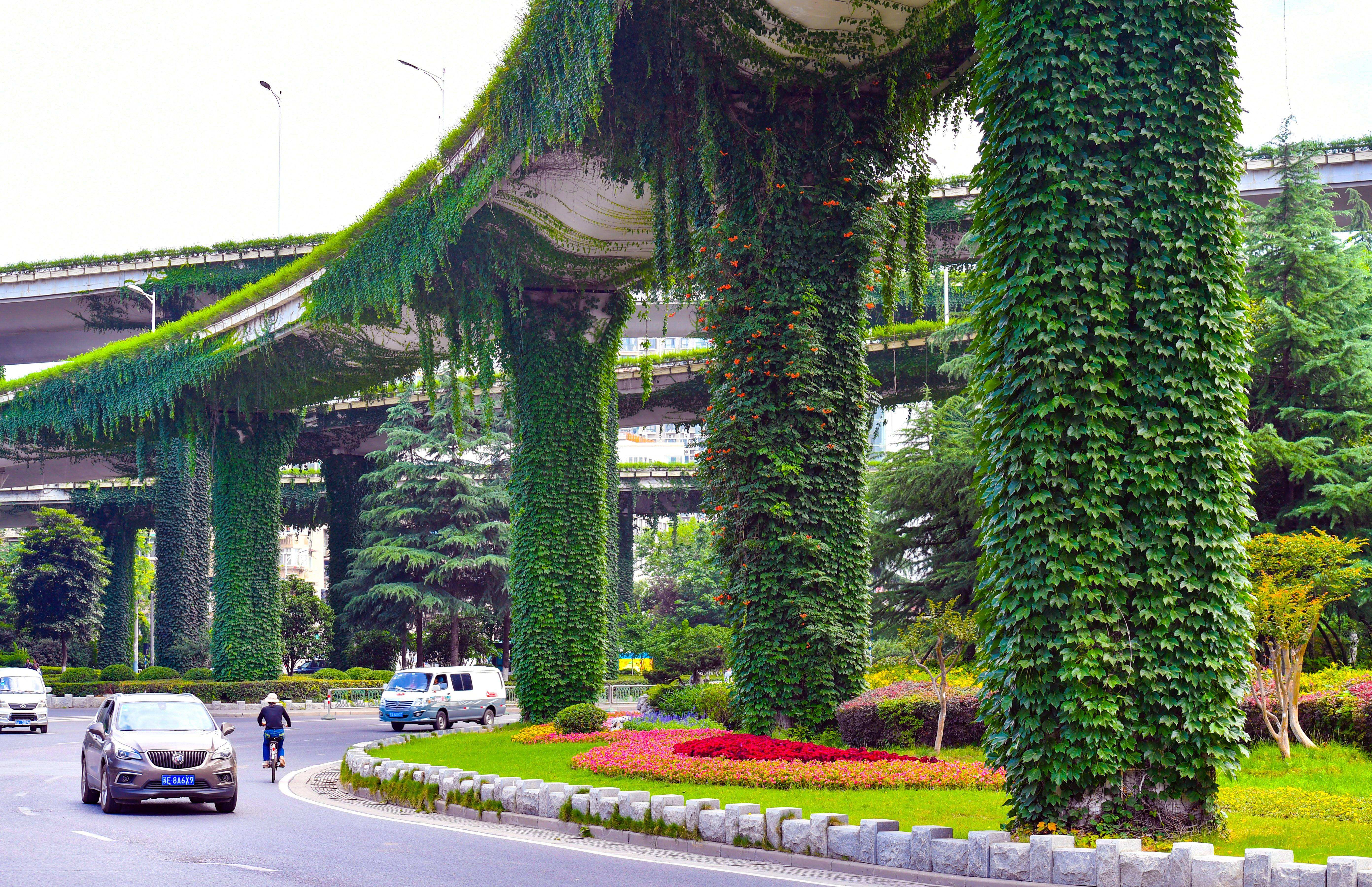 曾是高架桥下的常客，如今已“爬”满全城，爬山虎不会腐蚀建筑吗