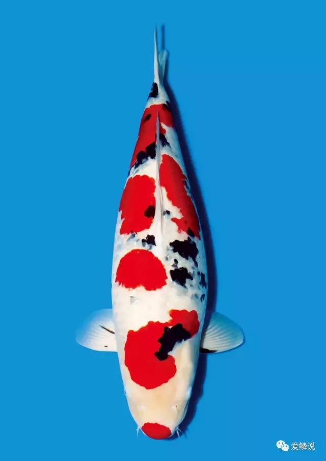 炎炎夏日,别让自家鲤池成为最有“味道”的那一个