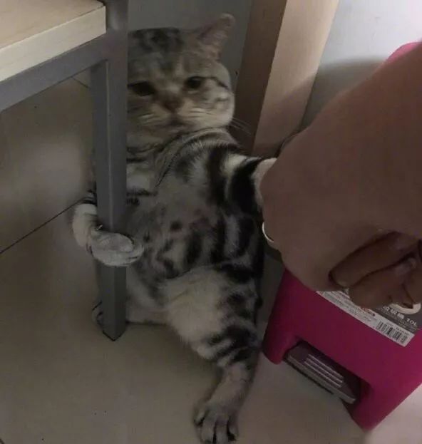 冬天给猫咪洗澡需要注意什么,鸽子冬天洗澡需要注意什么