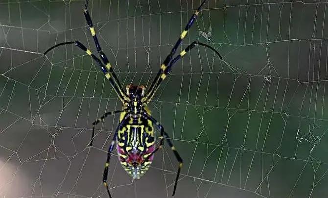 虫子叮了一口，阿姨全脸暴肿差点窒息！医生提醒这些楼层的居民要注意……