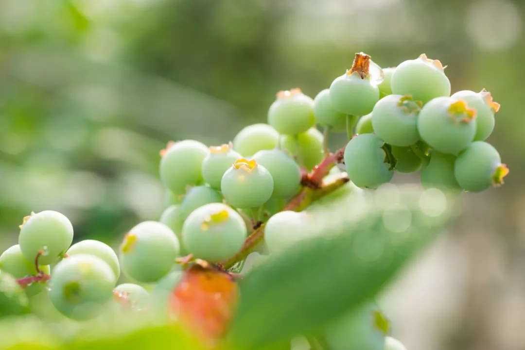 阳台果树盆栽蓝莓,阳台果树推荐