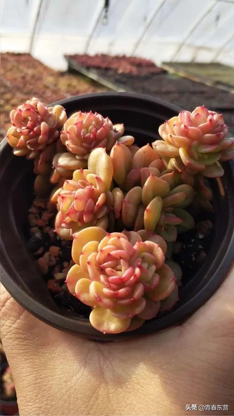 高沟村多肉种植基地直播,中庄多肉种植基地直播