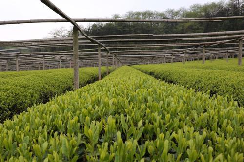 绿茶茶树种植技术,抹茶茶园管理技术